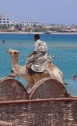 Kamel am Strand
